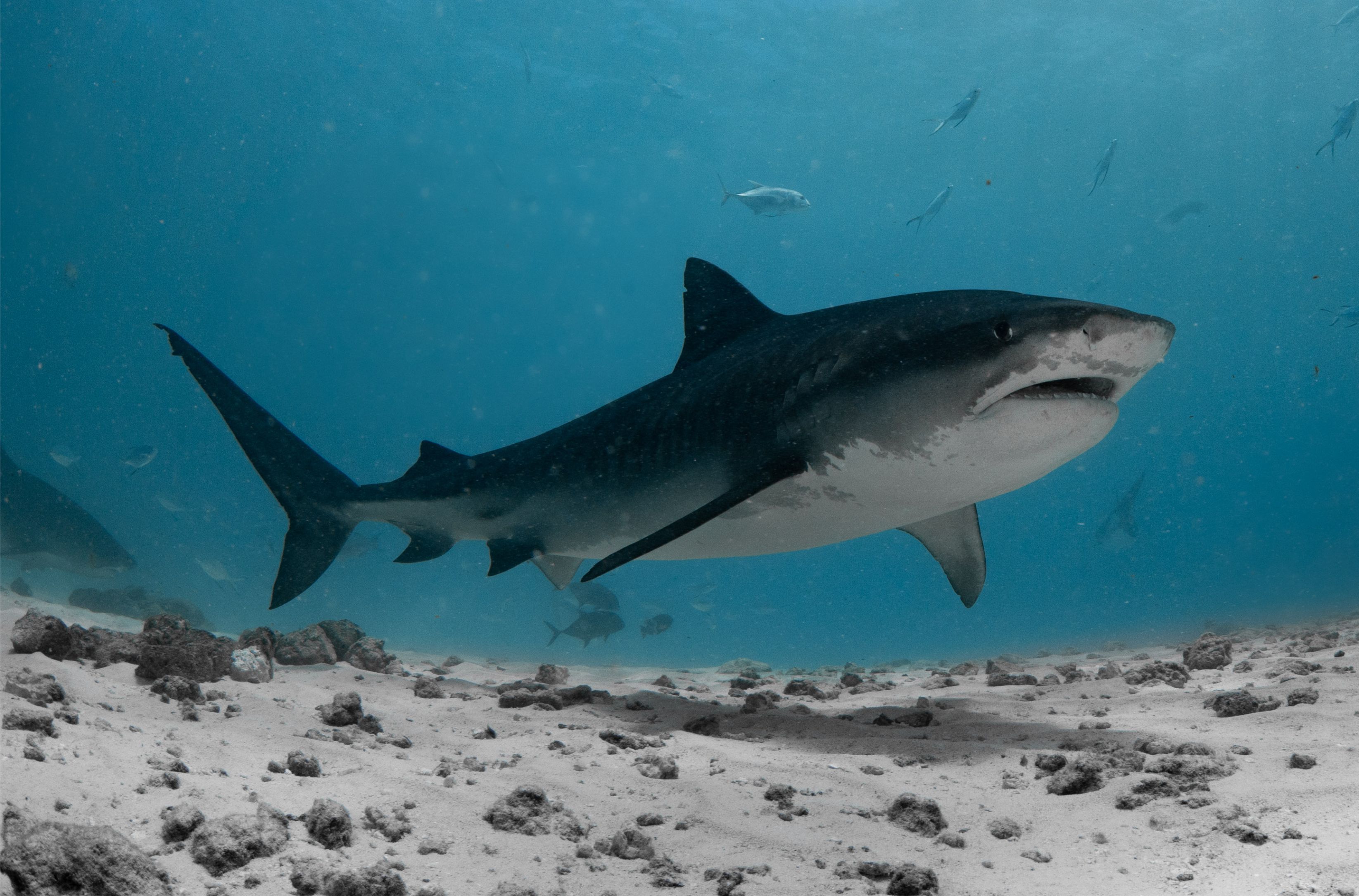 Thrilling Shark Dive - 4 Nights + 6 Dives