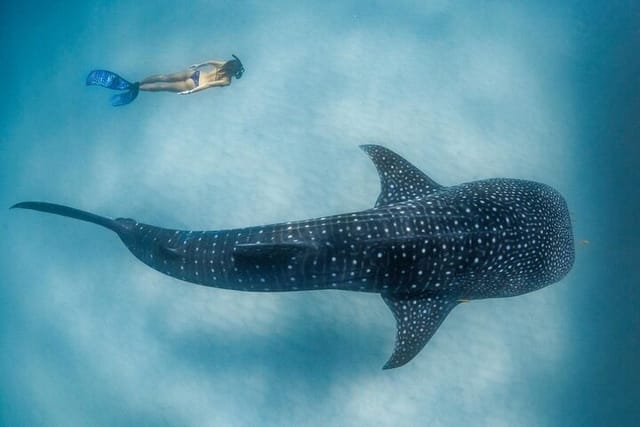 Whale Shark Encounter
