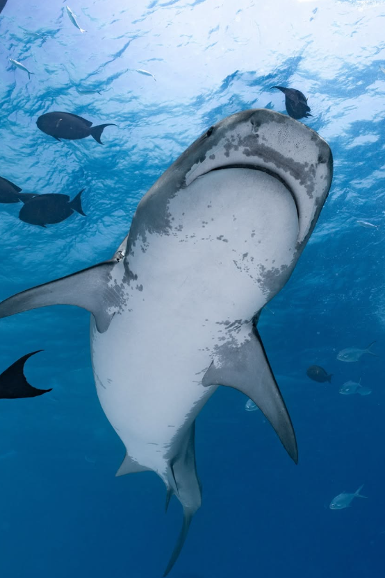 Thrilling Shark Dive