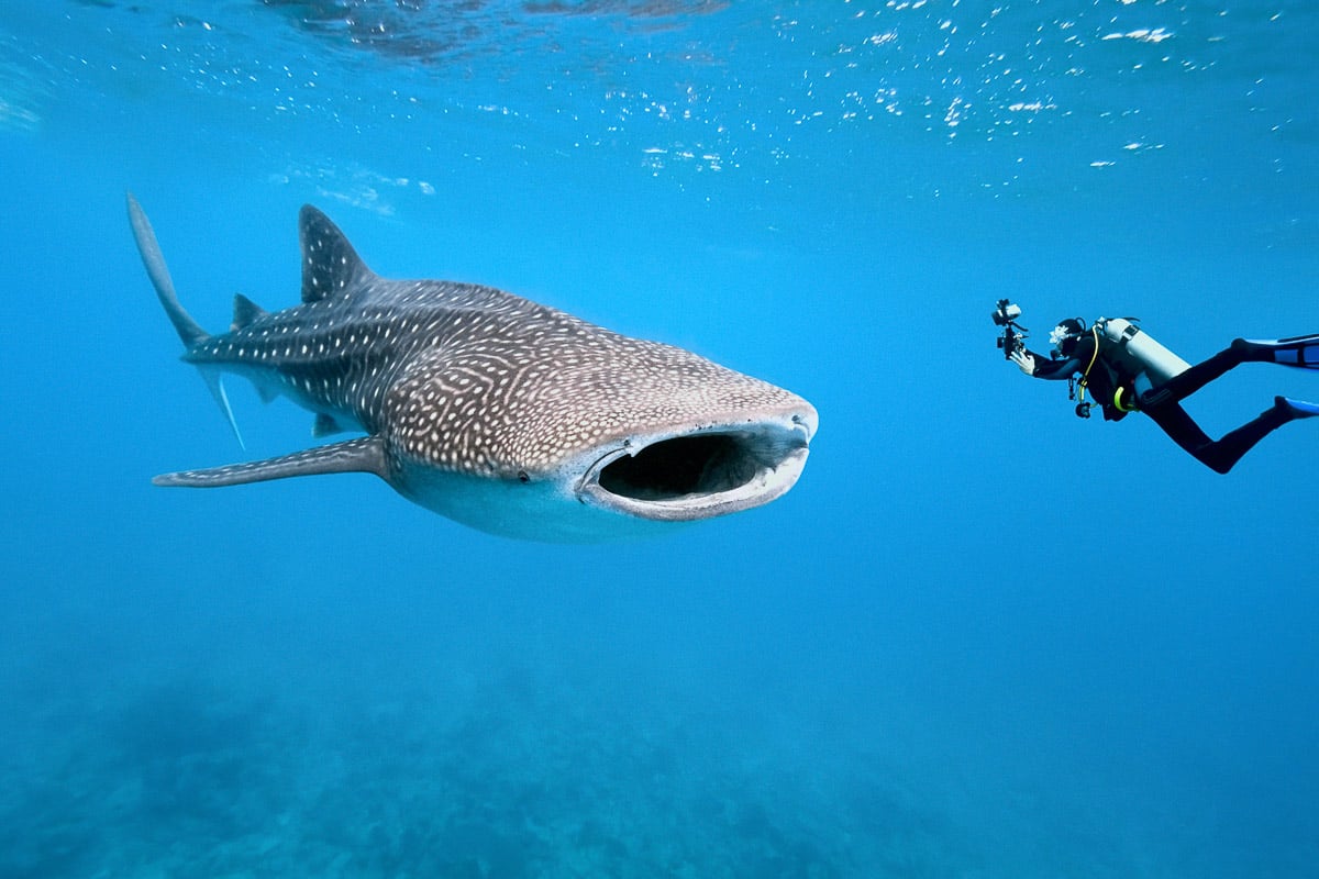 Ultimate Shark Experience