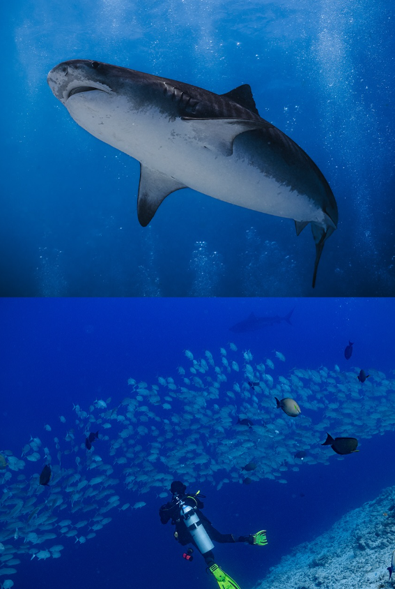 Discovery Package
