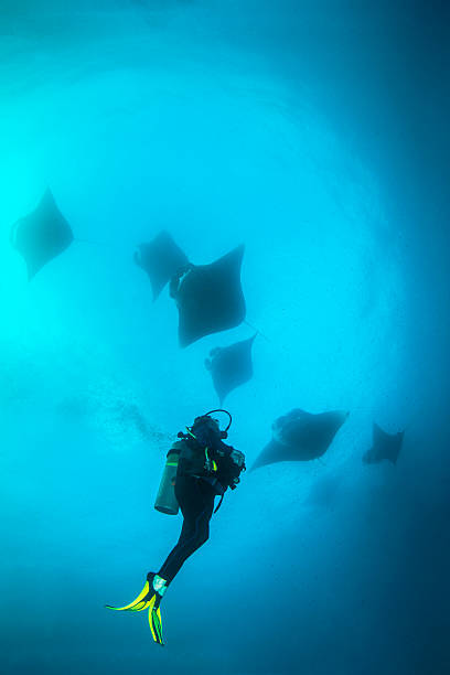 Manta and Tiger Point